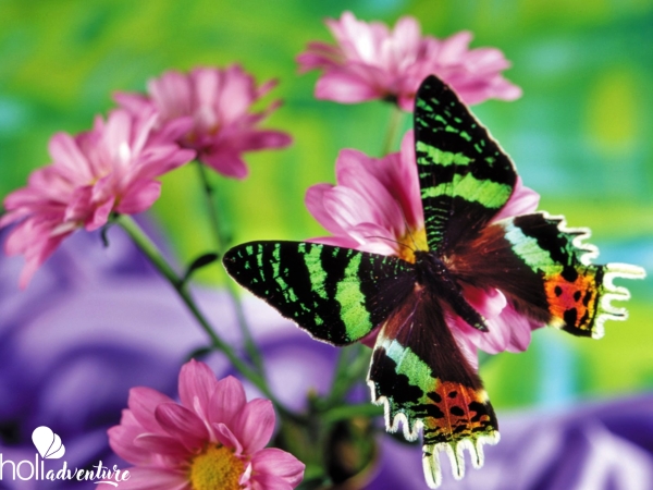Butterfly, Turquino National Park - "Unforgettable Adventure Tour" (Turquino for a Day)