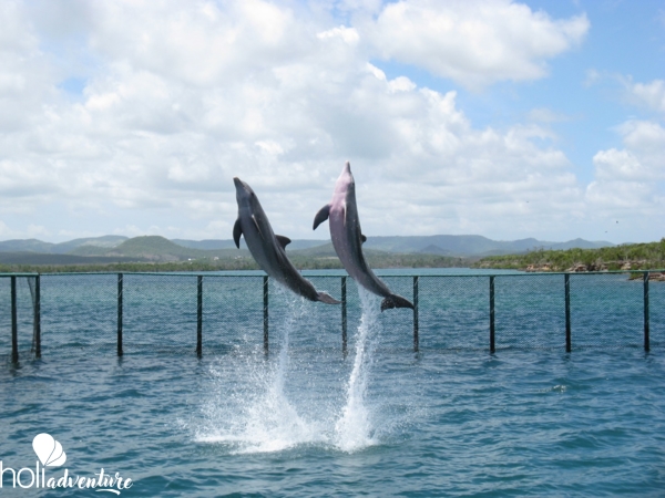 Sea lions and dolphins shows, naranjo Bay Aquarium, Holguin - "Visit to the Naranjo Bay Aquarium" Tour