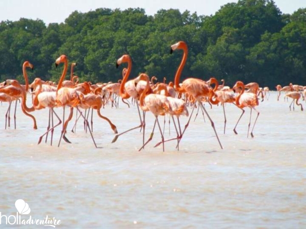 Birdwatching in Salinas de Brito - Nature Tour "Observación de Aves en Salinas de Brito”