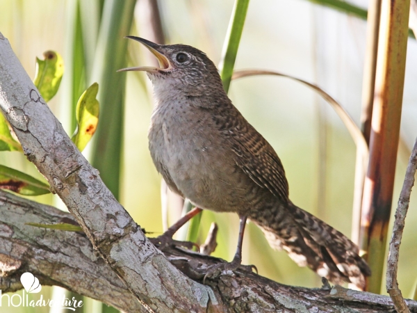 Ferminia - Jeep Seafari "Birdwatching, Nature and History"
