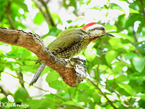  - Jeep Safari  “NATURE TOUR BIRDWATCHING IN SOPLILLAR TRAIL”