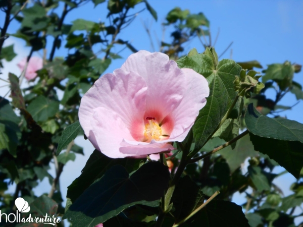Jardin Botanico Aves del paraiso, Santiago de Cuba - "Excursión Gran Piedra y Pasión por el Café"