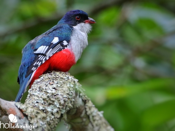  - Nature Tour "Birdwatching on the Soplillar Trail