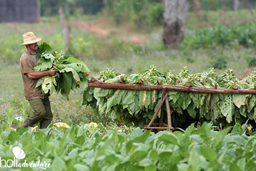 “The Secretes of the Tobacco” Tour - “THE SECRETES OF THE TOBACCO” Tour