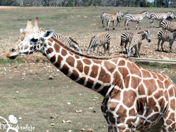 Cuban National Zoo-African prairie-Havana-Cuba - "Big Nature Green Tour Havana"