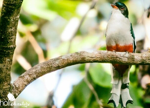 Tocororo, -“Birdwatching tour ”, Las Terrazas - "Bird watching" tour, Las Terrazas