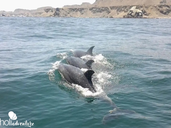 Knowing the Dolphins in Isla Dama, Coquicombo region, Chile - "MEETING THE DOLPHINS IN ISLA DAMAS" TOUR