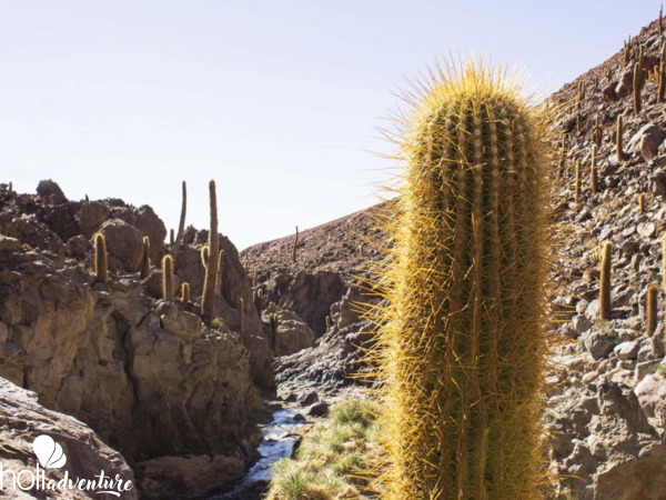 Valley of the Cactus, Antofagasta region, Chile. - “CACTUS VALLEY & MACHUCA VILLAGE ON MOTORCYCLE” TOUR