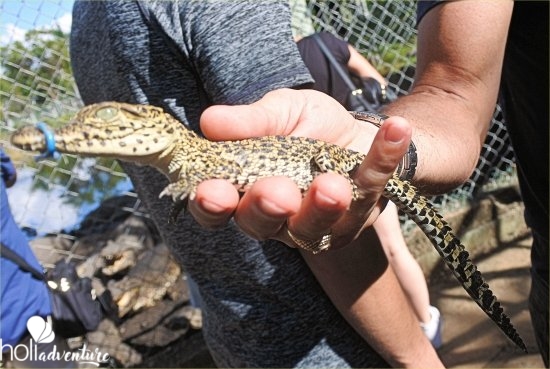 Guama’s crocodile breeding farm, Guamá tourist park - Jeep Safari “NATURE TOUR CARIBBEAN DAY” (CIENAGA DE ZAPATA, A BIOSPHERE RESERVE)