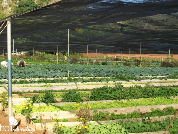 “Visit to a Cuban Farm” Tour - Excursión “VISITA A UNA FINCA CUBANA”