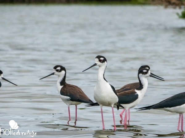  - "BIRD WATCHING IN CAYO COCO + LOMA DE CUNAGUA + CIÉNAGA DE ZAPATA" Tour