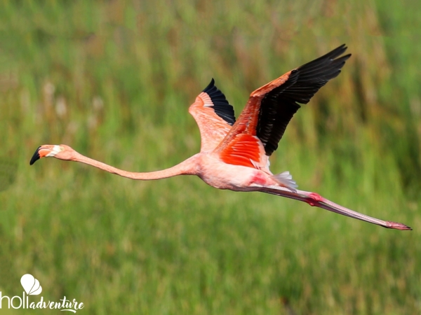 Birdwatching in Salinas de Brito - Jeep Safari "NATURE TOUR BIRDWATCHING IN SALINAS DE BRITO"