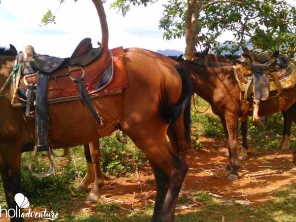 “Horseback Riding Through the Valle del Palmarito” Tour - Excursión “PASEO A CABALLO A TRAVÉS DEL VALLE DEL PALMARITO”