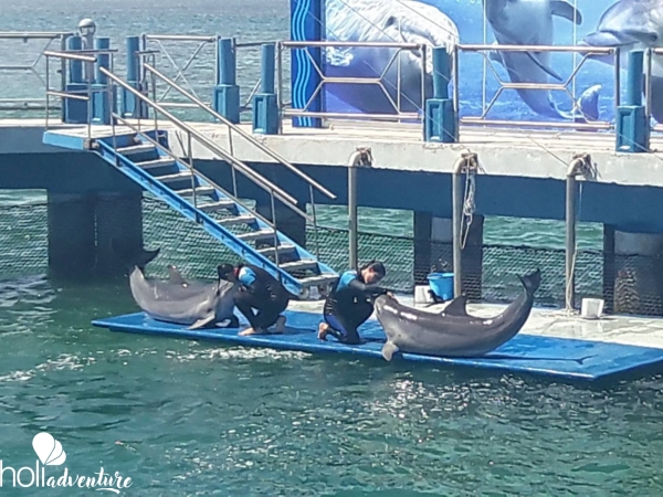  - Excursión “ESPECTÁCULO CON DELFINES EN EL DELFINARIO DE CAYO SANTA MARÍA”