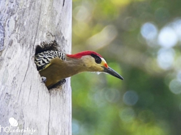  - "VISIT TO LOMA DE CUNAGUA WILDLIFE REFUGE" Tour