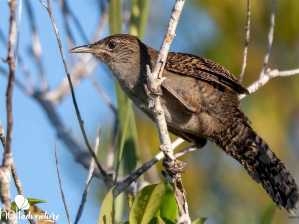  - Nature Tour "Birdwatching on the Hondones Trail"