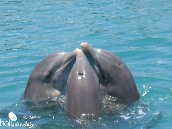 Bahía de Naranjo dolphinarium, Holguín - Excursión “Baño con Delfines en Bahía de Naranjo”