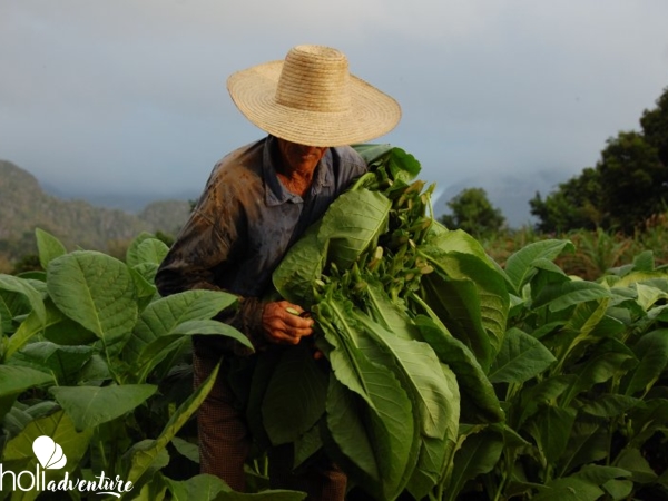 Tobacco collection-Viñales-Pinar del Río - Ruta del Tabaco: visita a Pinar del Río