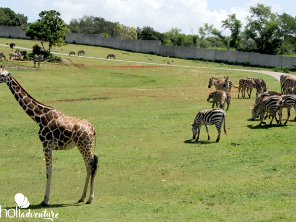 Cuban National Zoo-African prairie-Havana-Cuba - Jeep Safari “Nature Green Tour Havana”