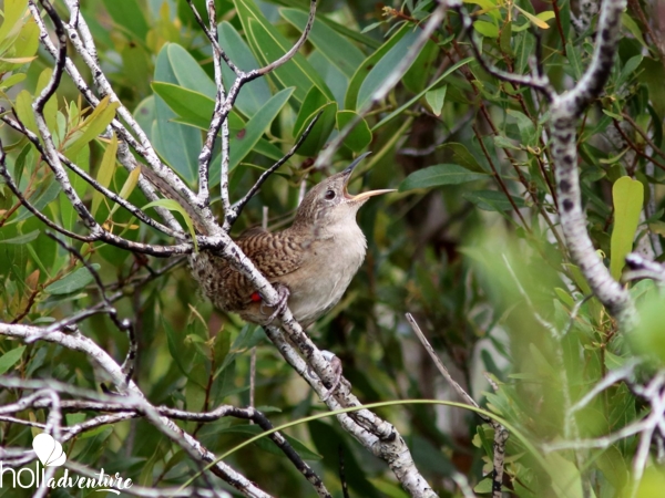  - Nature Tour "Birdwatching on the Enigma of the Rock Trail