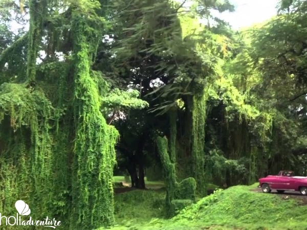 "Almendares Metropolitan Park, Nature Photo Safari" Tour - "Almendares Metropolitan Park, Nature Photo Safari" Tour