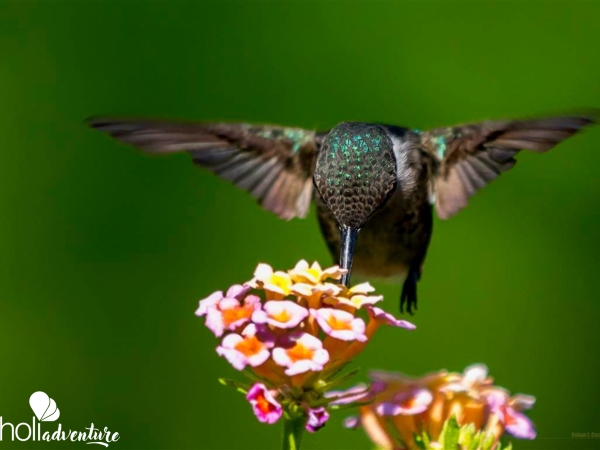  - Nature Tour "Birdwatching, Nature and History"