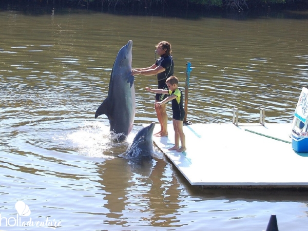 Dolphin Experience in Varadero - "Dolphin Show in Varadero" Tour