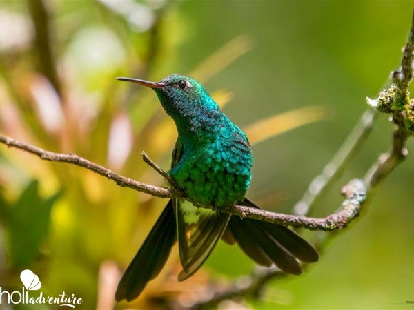 Colibri,  Rocazul biopark, Holguín - Excursión "Observación de aves en Bioparque Rocazul"