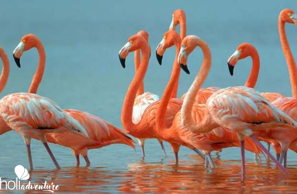 Flamingos  in Las salinas- "Hiking and Bird Watching" - "Hiking and Bird Watching"