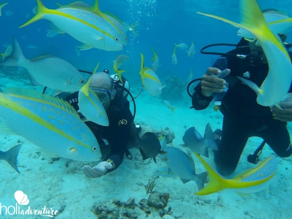 Scuba Diving in Havana - "Cursos de buceo de Certificación Internacional ACUC y SSI" La Habana