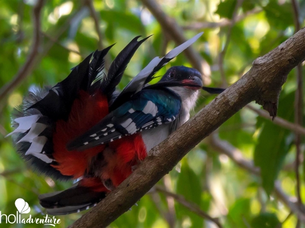 Tocororo, Cuba's national bird - Jeep Tour "Birdwatching ( La Grieta)"
