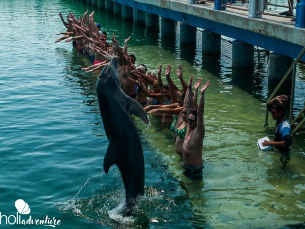 "Fantasy with Dolphins and Sea Lions" Tour - Excursión “FANTASÍA CON DELFINES Y LOBOS MARINOS”