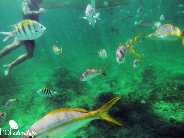 Snorkeling in Playa Maguana, Guantanamo, Cuba - "Snorkeling in Baracoa" Tour