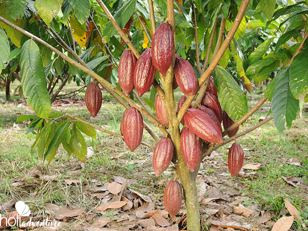 TRAIL OF THE COCOA - CASCADE OF THE DUABA Trekking Tour - "Trail of The Cocoa - Cascade of the Duaba" Trekking Tour