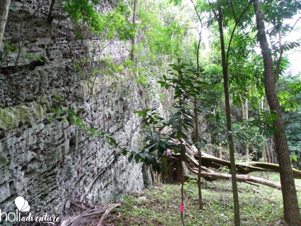 the-fossil-forest-tour - Excursión al “Bosque Fósil”