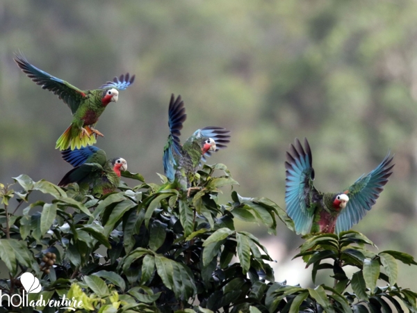 Cotorra, Las Bermejas Trail - Jeep Safari  “NATURE TOUR BIRDWATCHING ON THE BERMEJAS TRAIL”