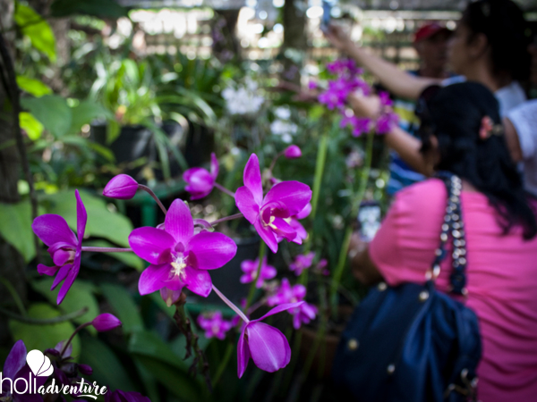 Orchid gardens - Jeep Tour "Soroa Overnight"