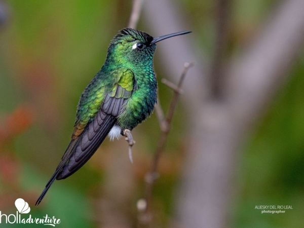 zunzuncito, Las Bermejas Trail - Nature Tour "Birdwatching on the Bermeja Trail"