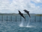 Sea lions and dolphins shows, naranjo Bay Aquarium, Holguin