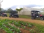 Buggy Tour en Viñales, Cuba