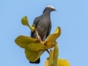 Birdwatching in Salinas de Brito