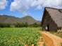 Viñales Valley Private Tour Tobacco Plantations