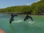 Interacting with the Dolphins at Cayo Guillermo dolphinarium