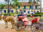 “In Horse Carriage to El Pilón Waterfall” Tour