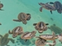 The Granja de las Tortugas (Turtle Farm) and the Experimental Sea Turtle Breeding Centre, Cayo Largo del Sur, Cuba.