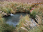 Puritama hot springs, Antofagasta region, Chile.