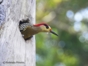 Carpenter Jabado-“Birdwatching tour ”, Las Terrazas