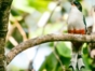 Tocororo, -“Birdwatching tour ”, Las Terrazas