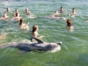 Dolphin Experience in Varadero