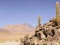 Valley of the Cactus, Antofagasta region, Chile.